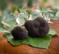 Vente de Truffes Noires du Périgord Ete ou Hiver