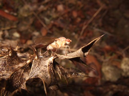 Cavage, recherche truffe avec la mouche. La Truffière du Terrail en Périgord Noir. Vente de truffe noire fraiche du Périgord (tuber Melanosporum). Vente de truffes noires fraîches situé en Dordogne Périgord 